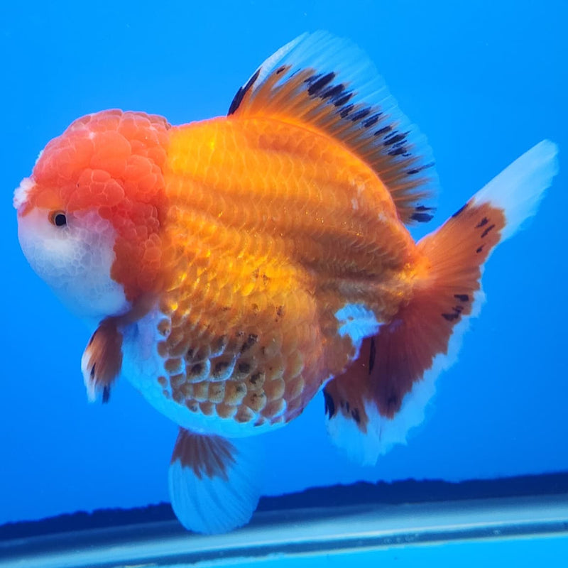 Thai Jumbo Red/White Oranda 4.5" Body Female Giant Breed (CRP-JO1119)BLUETUB2