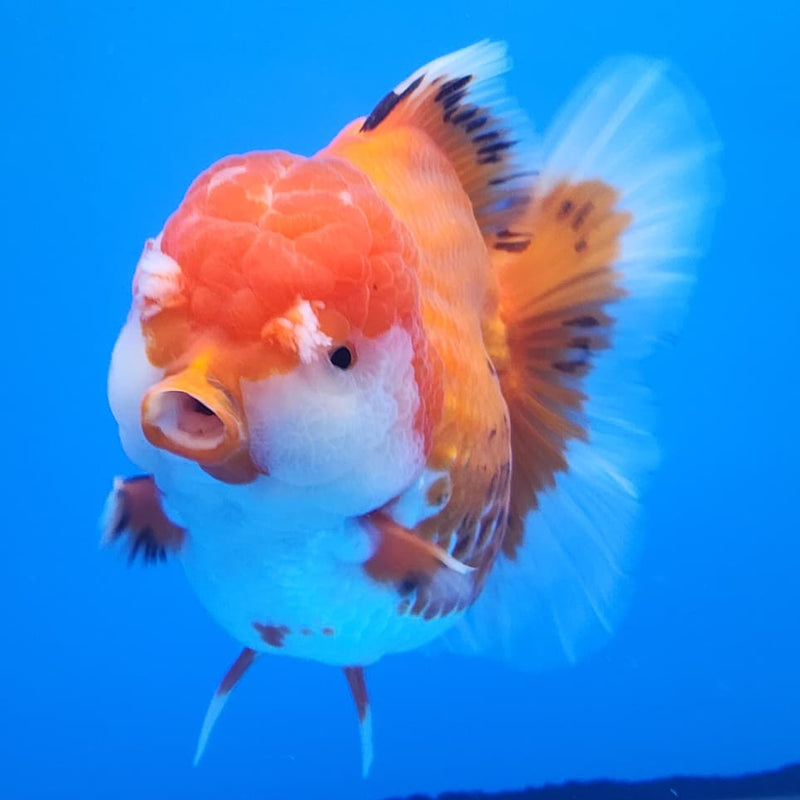 Thai Jumbo Red/White Oranda 4.5" Body Female Giant Breed (CRP-JO1119)BLUETUB2