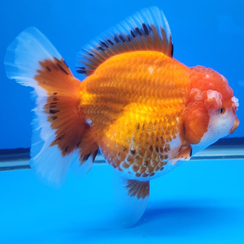 Thai Jumbo Red/White Oranda 4.5" Body Female Giant Breed (CRP-JO1119)BLUETUB2