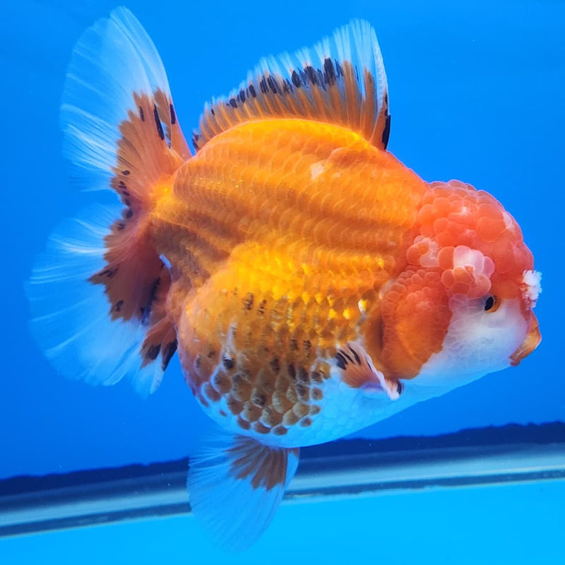 Thai Jumbo Red/White Oranda 4.5" Body Female Giant Breed (CRP-JO1119)BLUETUB2