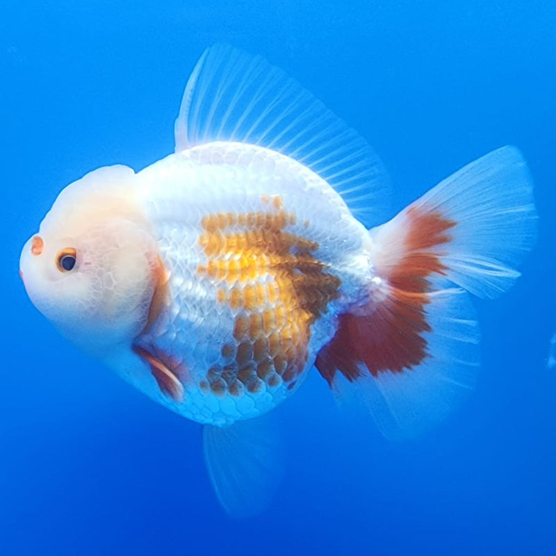 Thai Jumbo Polka Dot Oranda 4.5" Body Female Giant Breed (CRP-JO1117)BLUETUB2