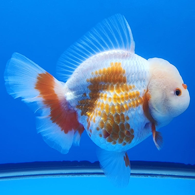 Thai Jumbo Polka Dot Oranda 4.5" Body Female Giant Breed (CRP-JO1117)BLUETUB2