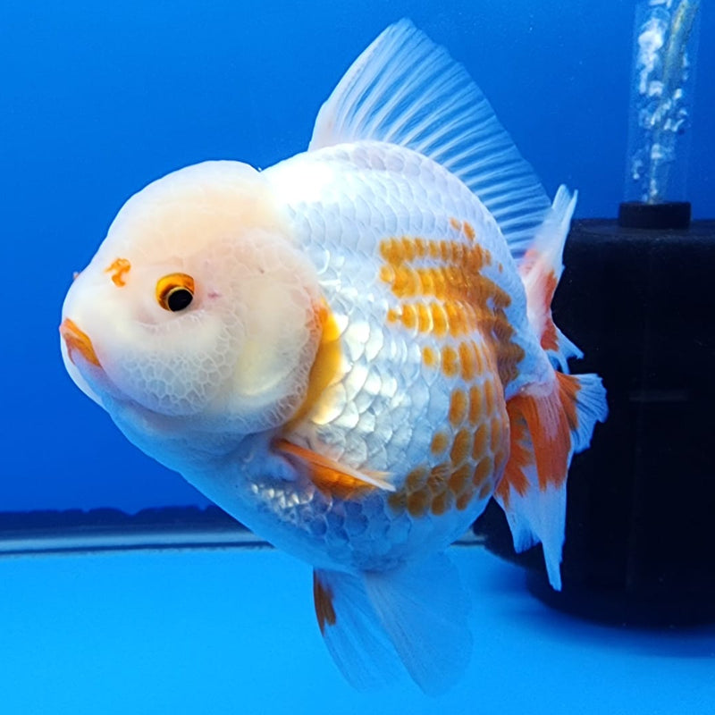 Thai Jumbo Polka Dot Oranda 4.5" Body Female Giant Breed (CRP-JO1117)BLUETUB2
