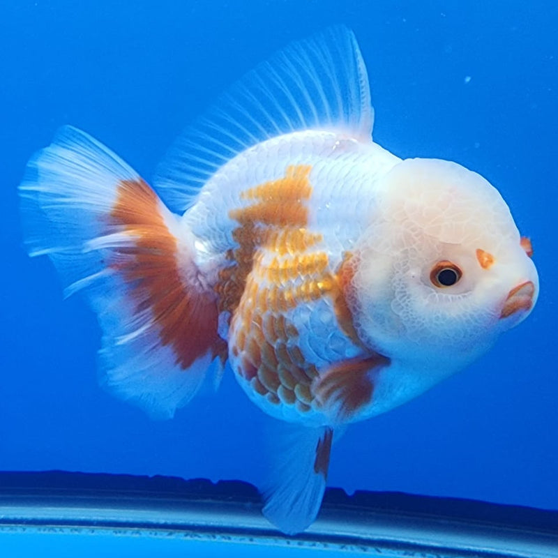Thai Jumbo Polka Dot Oranda 4.5" Body Female Giant Breed (CRP-JO1117)BLUETUB2