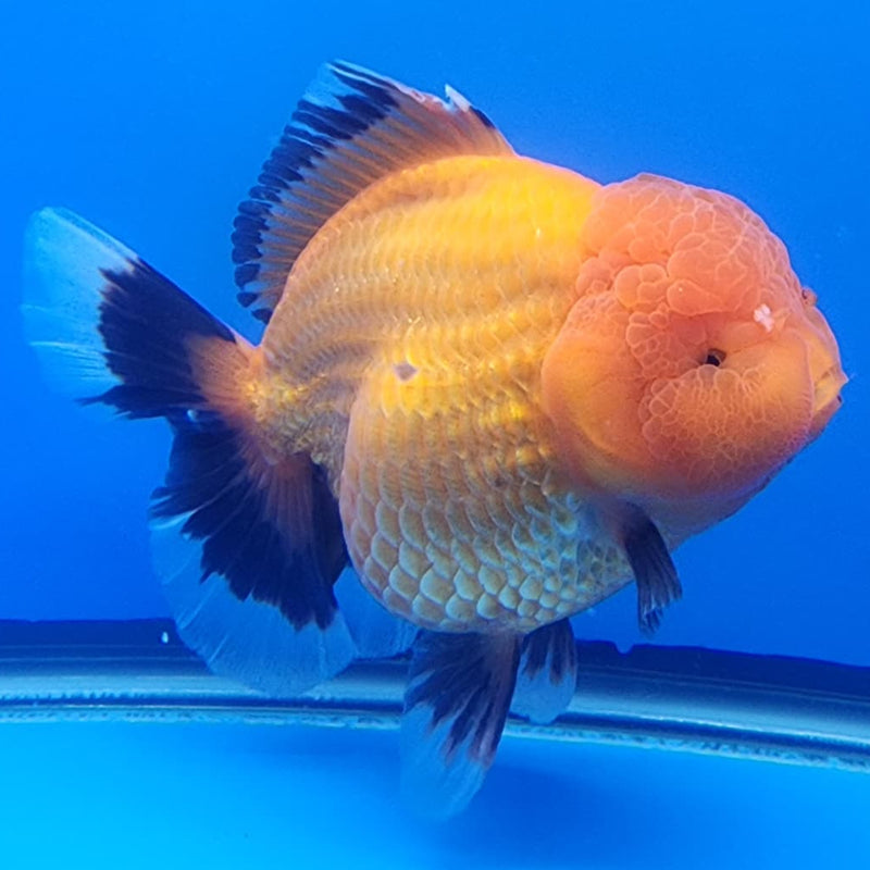 Thai Jumbo Apache Oranda 4.5" Body Female Giant Breed (CRP-JO1110)BLUETUB2