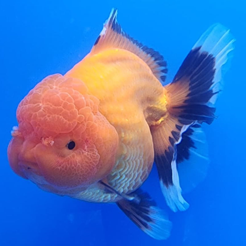 Thai Jumbo Apache Oranda 4.5" Body Female Giant Breed (CRP-JO1110)BLUETUB2