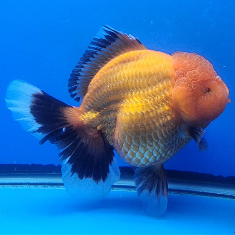 Thai Jumbo Apache Oranda 4.5" Body Female Giant Breed (CRP-JO1110)BLUETUB2