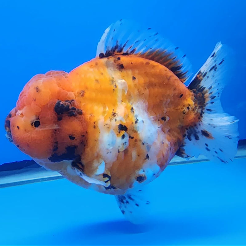 Thai Jumbo Red Tiger Calico Oranda 4.5" Body Male(CRP-JO1108)BLUETUB2