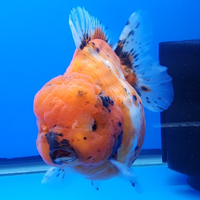 Thai Jumbo Red Tiger Calico Oranda 4.5" Body Male(CRP-JO1108)BLUETUB2