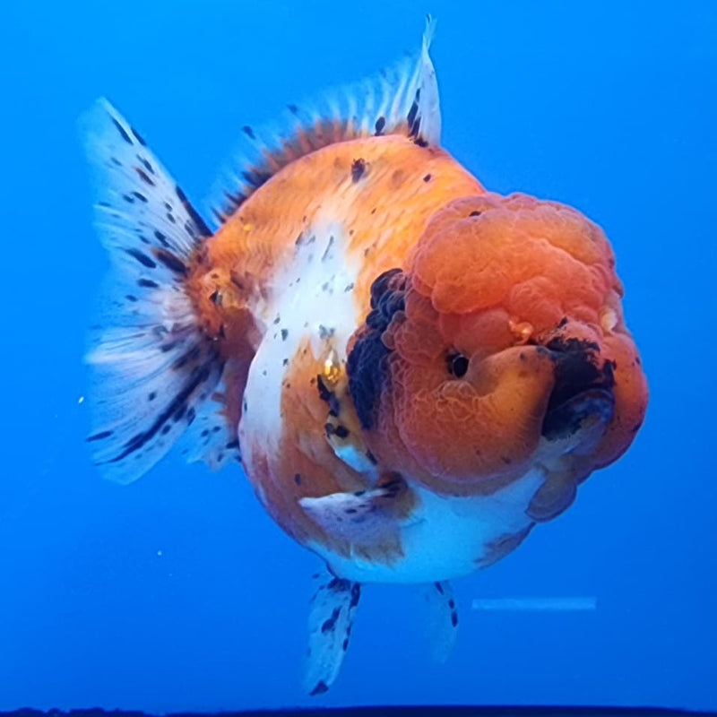 Thai Jumbo Red Tiger Calico Oranda 4.5" Body Male(CRP-JO1108)BLUETUB2