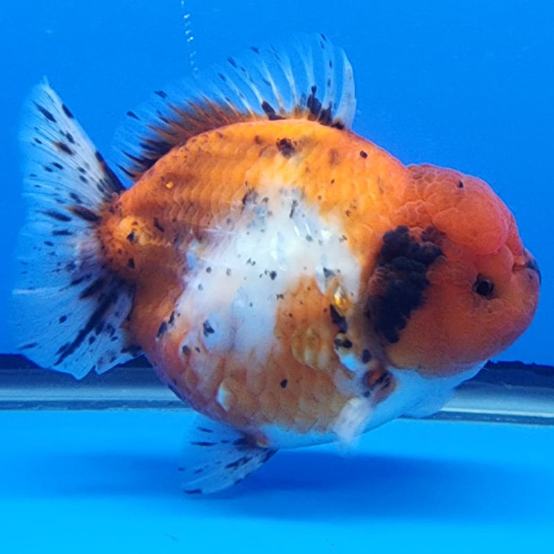 Thai Jumbo Red Tiger Calico Oranda 4.5" Body Male(CRP-JO1108)BLUETUB2