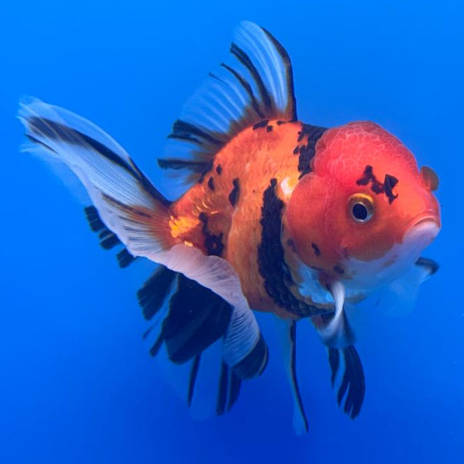 Thai Oranda RARE Tiger 3" Body Female (CK-464)R1B04