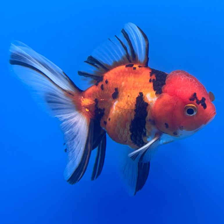 Thai Oranda RARE Tiger 3" Body Female (CK-464)R1B04