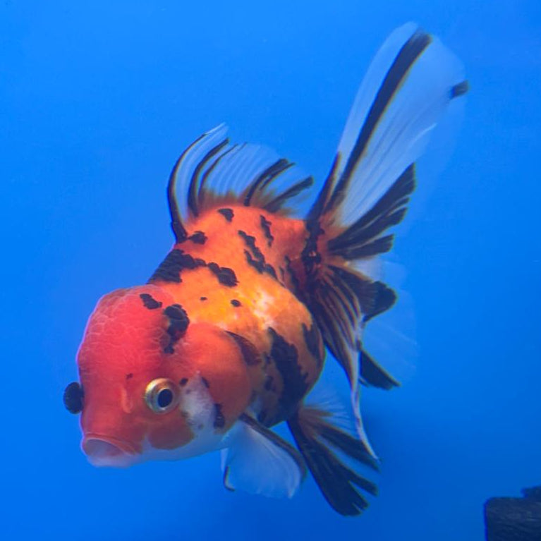 Thai Oranda RARE Tiger 3" Body Female (CK-464)R1B04