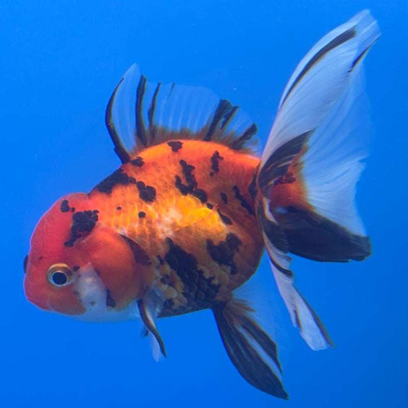 Thai Oranda RARE Tiger 3" Body Female (CK-464)R1B04