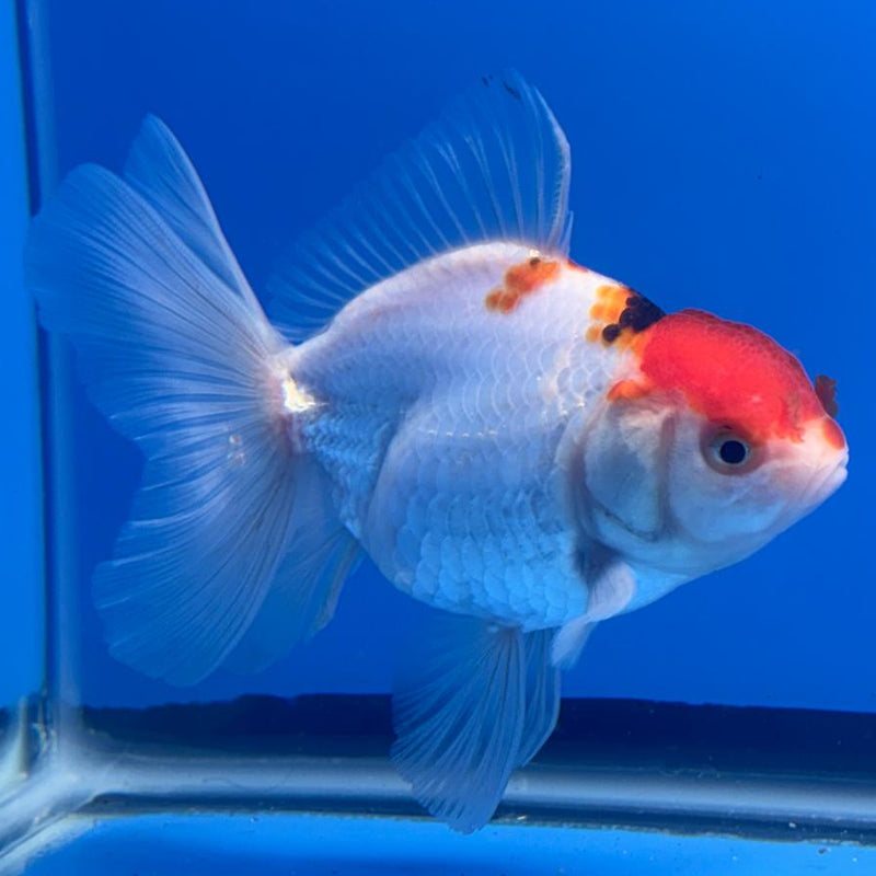 Thai Oranda Tri-Color 3" Body Male (CK-466)R1B04