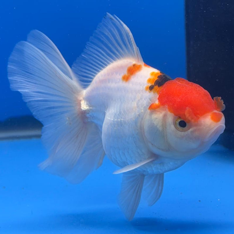 Thai Oranda Tri-Color 3" Body Male (CK-466)R1B04