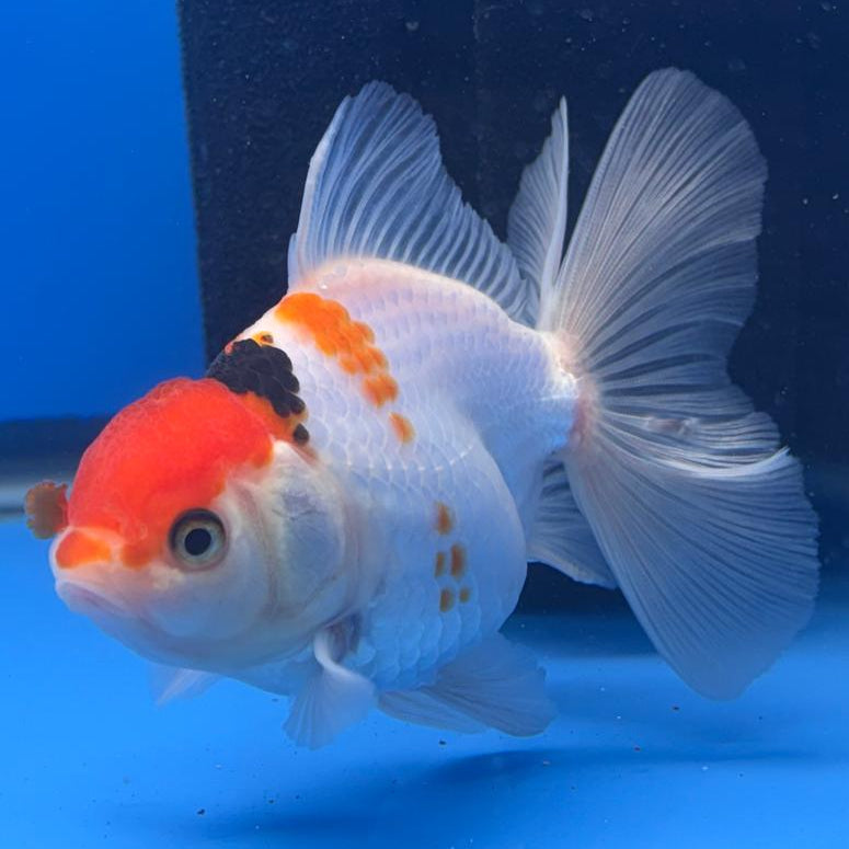 Thai Oranda Tri-Color 3" Body Male (CK-466)R1B04