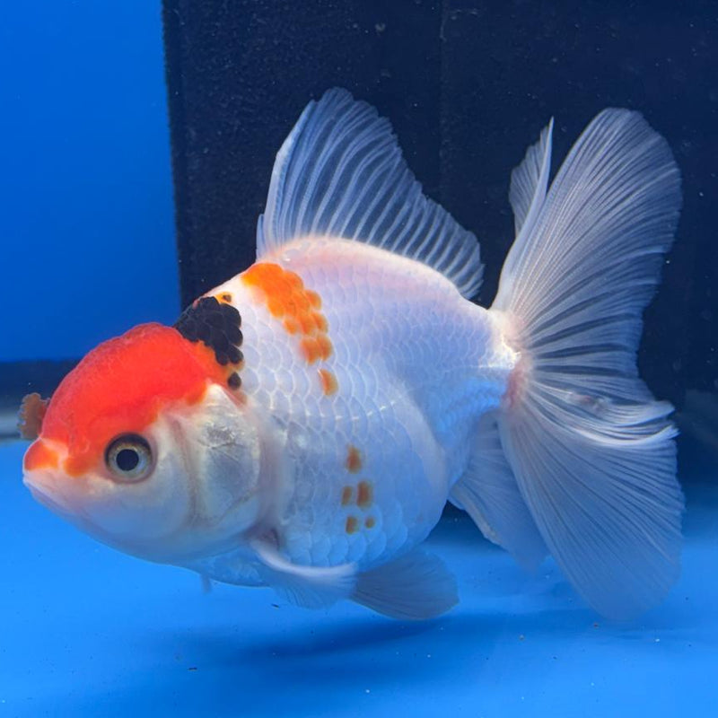 Thai Oranda Tri-Color 3" Body Male (CK-466)R1B04