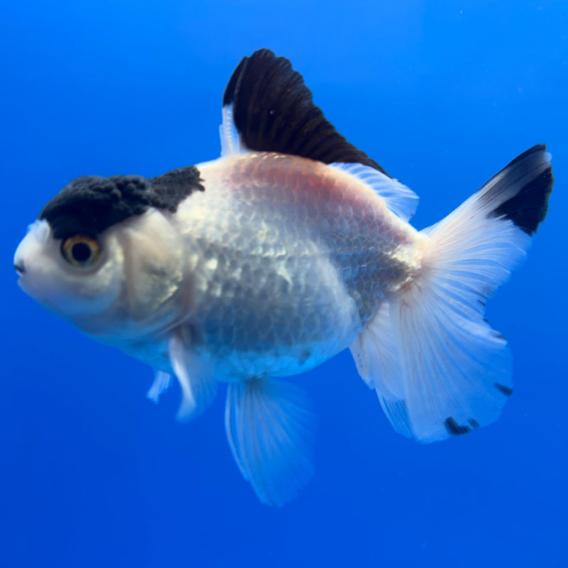 Thai Oranda Panda 3" Body Male (CK-456)R1A04