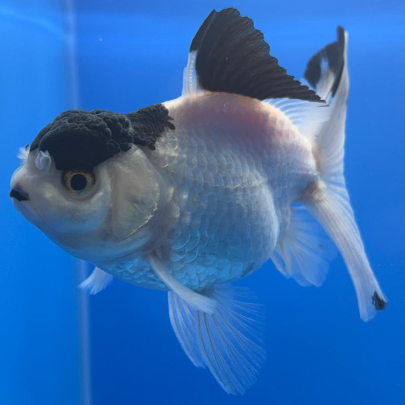 Thai Oranda Panda 3" Body Male (CK-456)R1A04