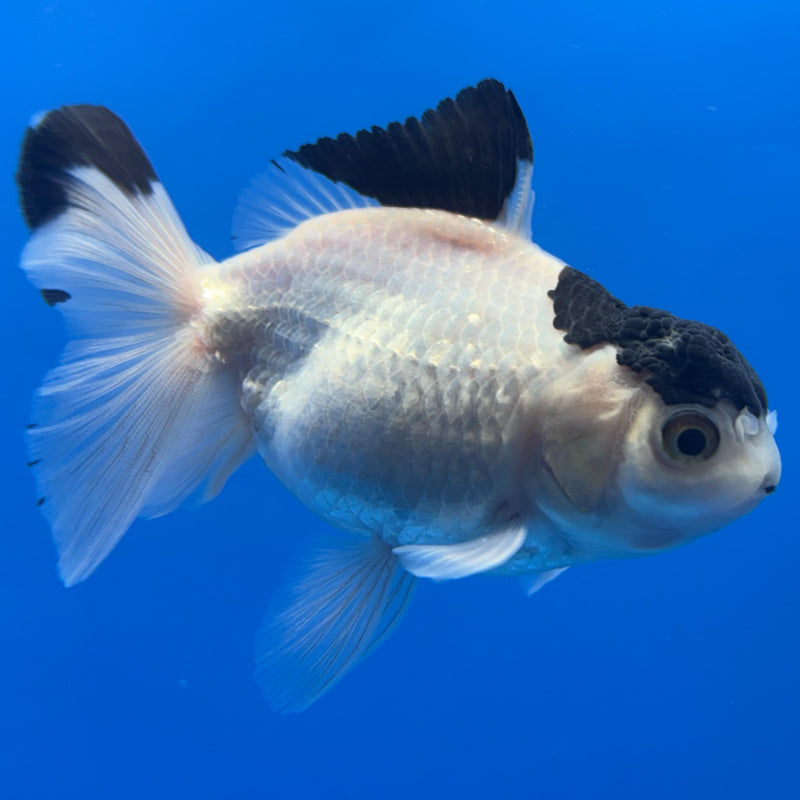 Thai Oranda Panda 3" Body Male (CK-456)R1A04