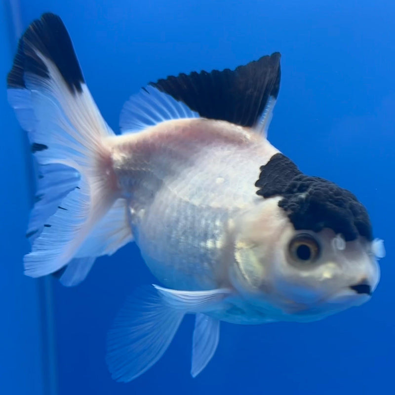 Thai Oranda Panda 3" Body Male (CK-456)R1A04