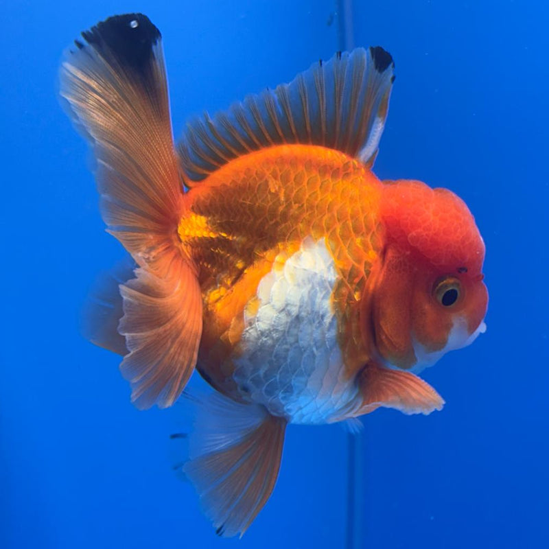 Thai Oranda Tri-Color 3" Body Male (CK-458)R1B10