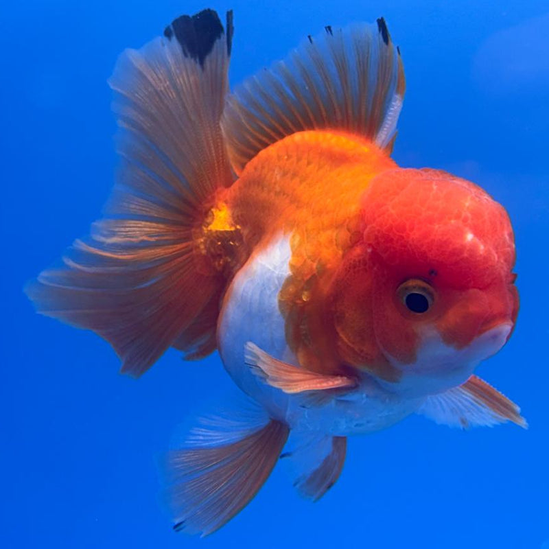 Thai Oranda Tri-Color 3" Body Male (CK-458)R1B10