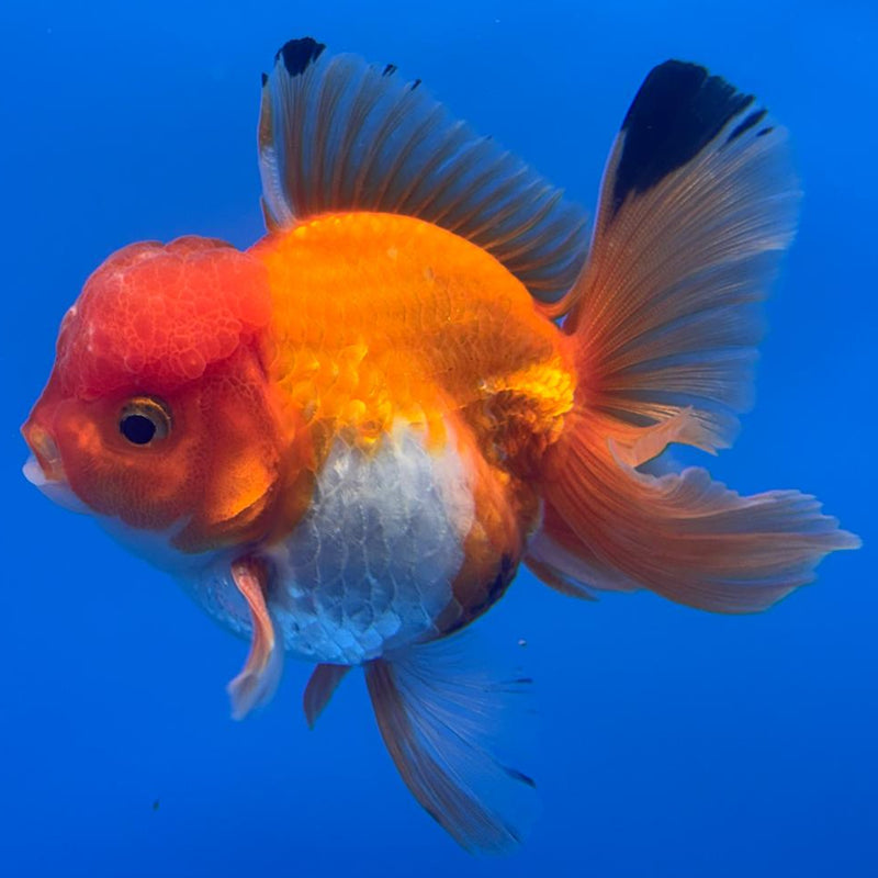 Thai Oranda Tri-Color 3" Body Male (CK-458)R1B10