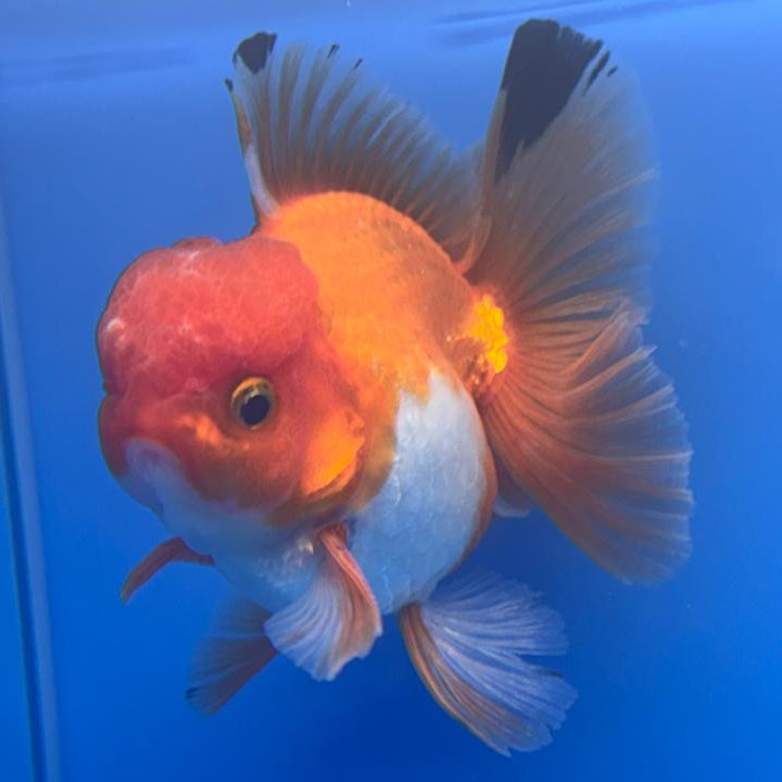 Thai Oranda Tri-Color 3" Body Male (CK-458)R1B10