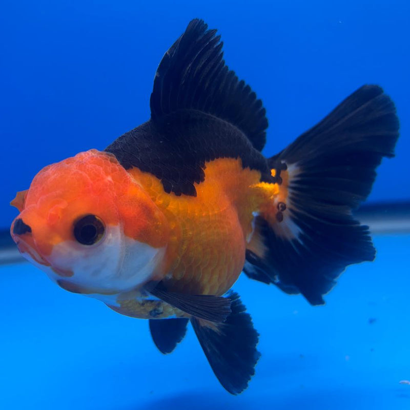 Thai Oranda Apache 3" Body Female (CK-459)R1A04