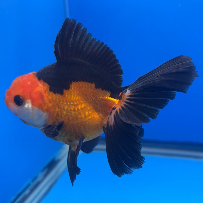 Thai Oranda Apache 3" Body Female (CK-459)R1A04