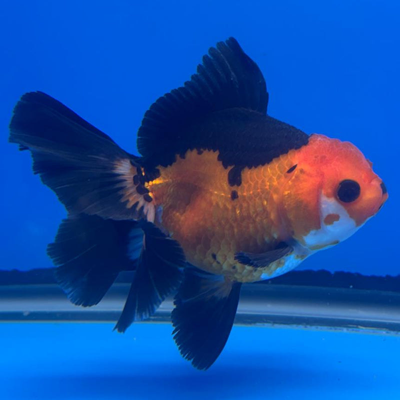 Thai Oranda Apache 3" Body Female (CK-459)R1A04