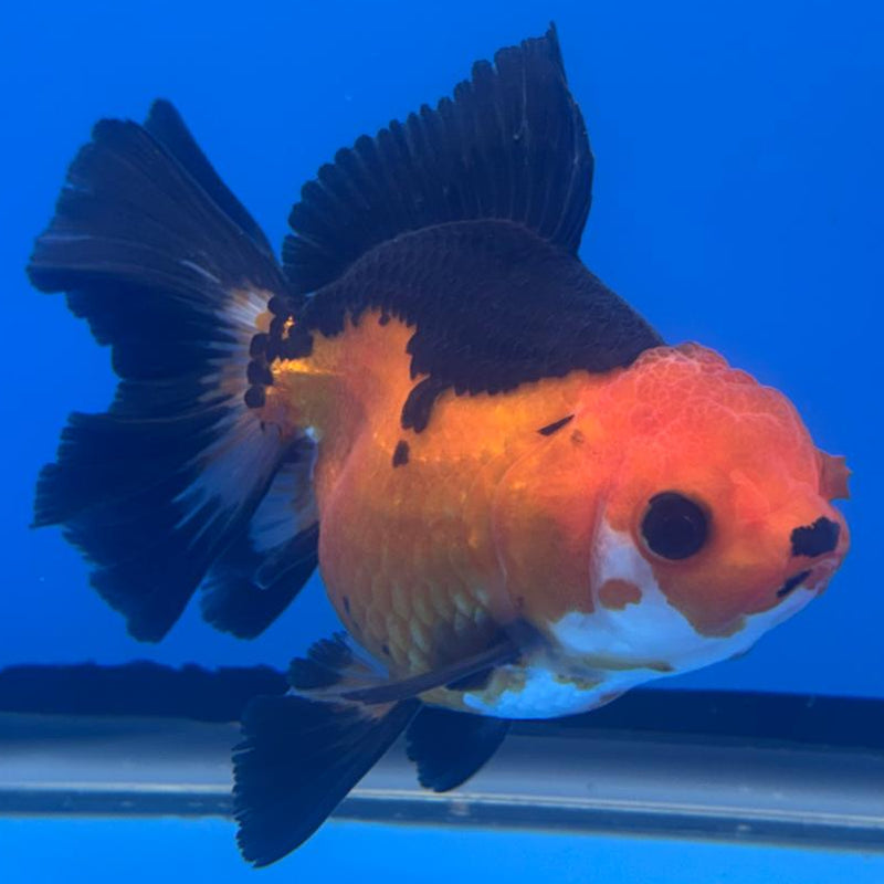 Thai Oranda Apache 3" Body Female (CK-459)R1A04