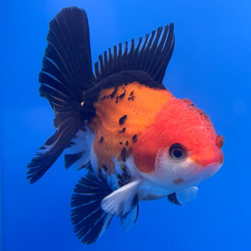 Thai Oranda Apache 3" Body Male (CK-460)R1A04