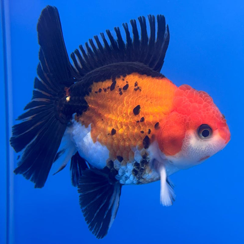 Thai Oranda Apache 3" Body Male (CK-460)R1A04