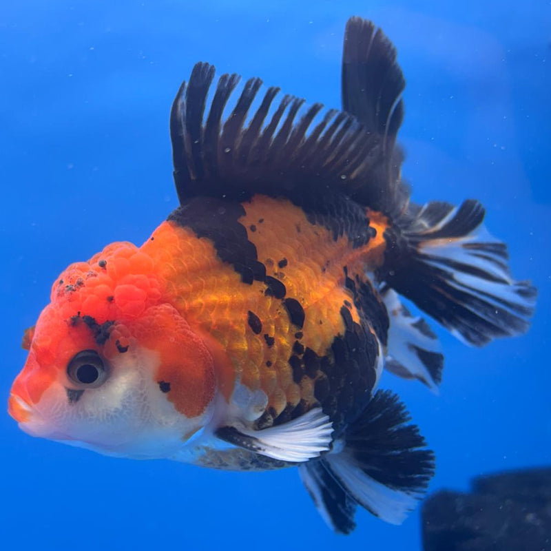 Thai Oranda Apache 3" Body Male (CK-460)R1A04