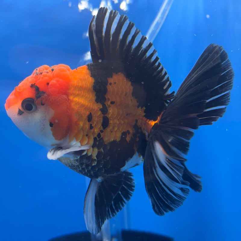 Thai Oranda Apache 3" Body Male (CK-460)R1A04