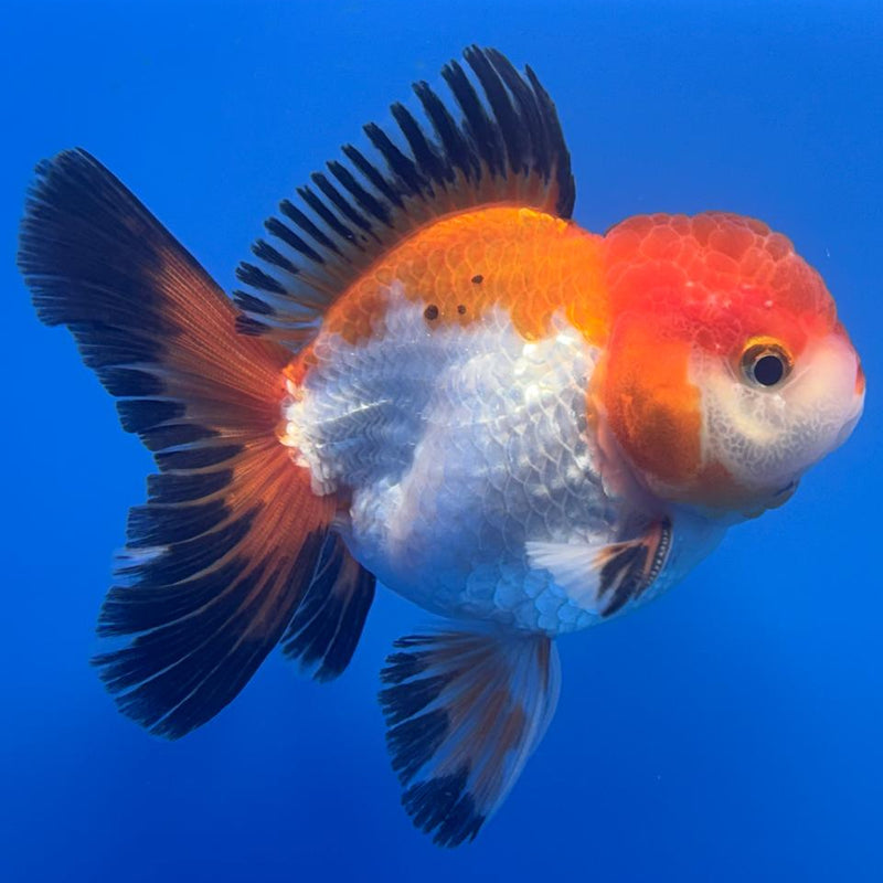 Thai Oranda Apache 3" Body Male (CK-461)R1A04