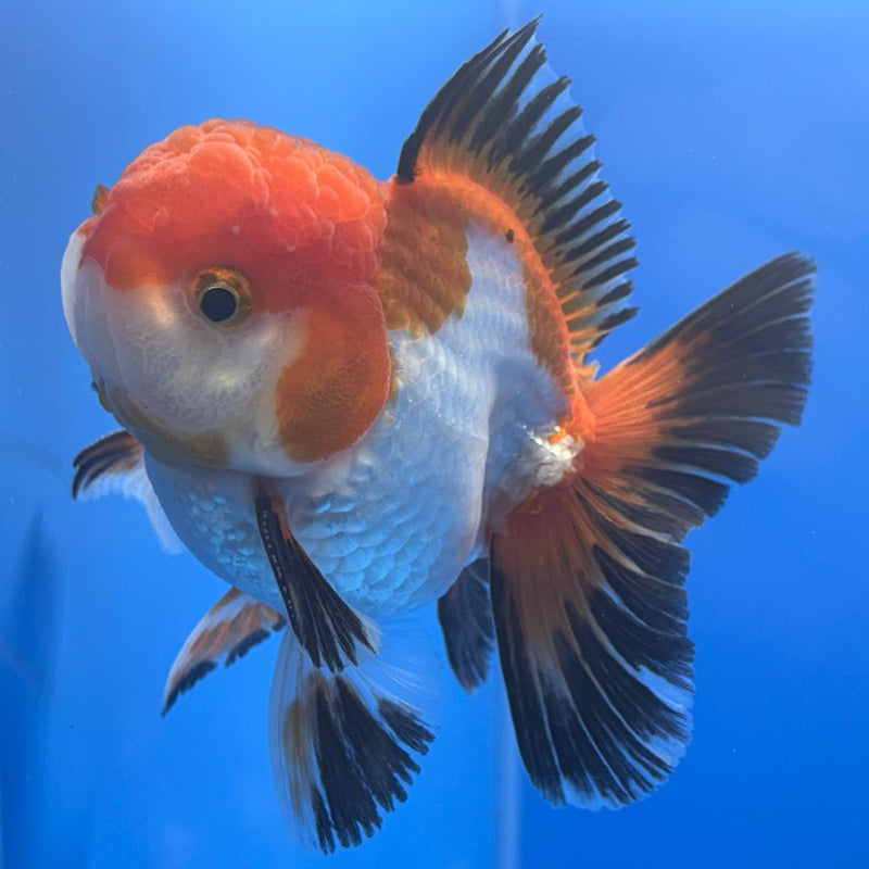 Thai Oranda Apache 3" Body Male (CK-461)R1A04