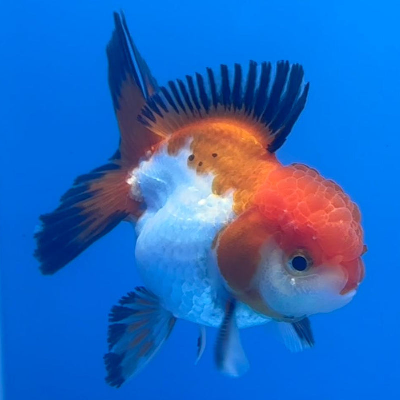 Thai Oranda Apache 3" Body Male (CK-461)R1A04