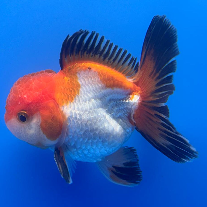 Thai Oranda Apache 3" Body Male (CK-461)R1A04