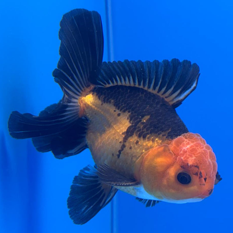 Thai Oranda Apache 3" Body Male (CK-462)R1A04