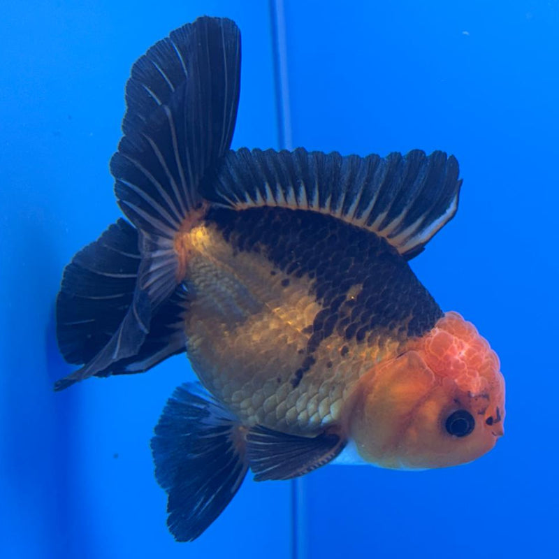 Thai Oranda Apache 3" Body Male (CK-462)R1A04