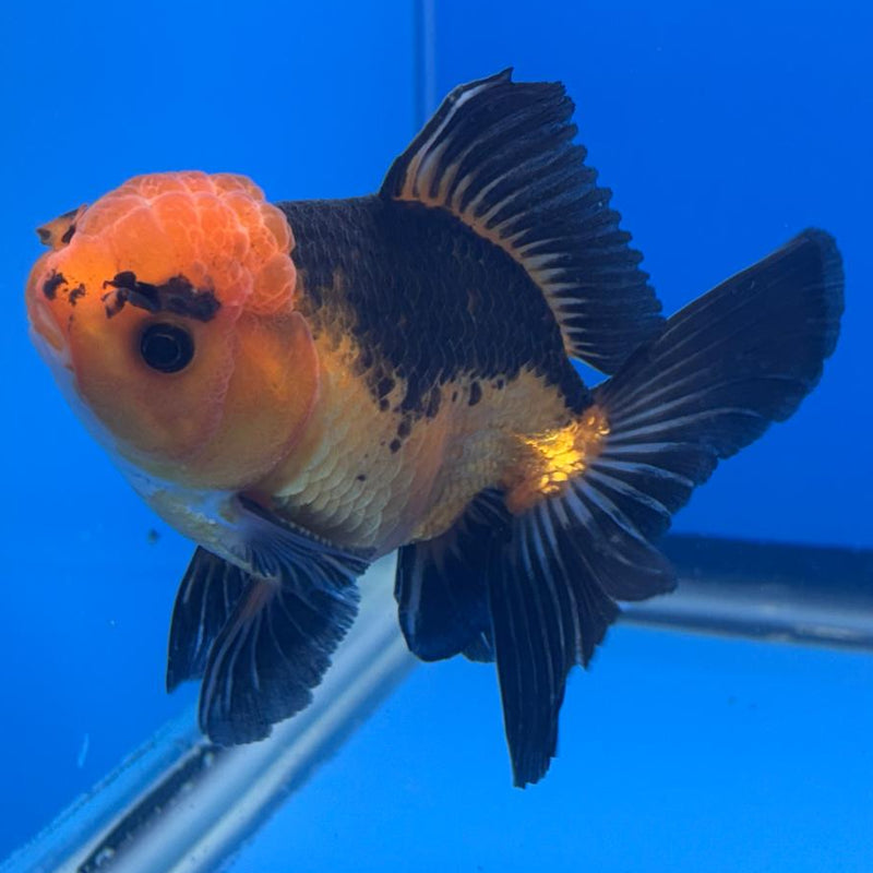 Thai Oranda Apache 3" Body Male (CK-462)R1A04