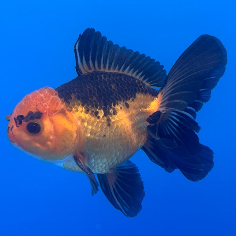 Thai Oranda Apache 3" Body Male (CK-462)R1A04