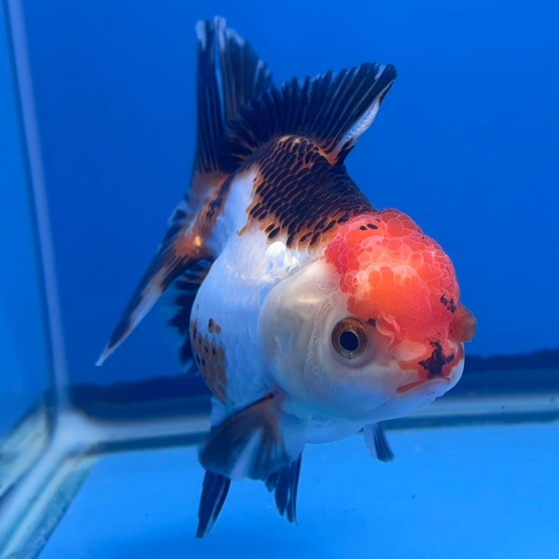 Thai Oranda Apache 3" Body Female (CK-463)R1A04