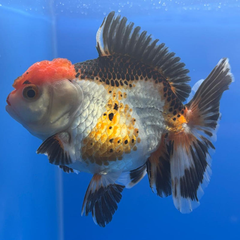 Thai Oranda Apache 3" Body Female (CK-463)R1A04