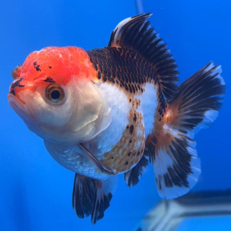 Thai Oranda Apache 3" Body Female (CK-463)R1A04